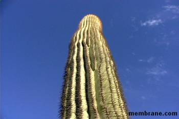 Arizona Landscapes